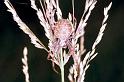 Eriophora_hamiltoni_F1656_Z_84_Mt Birangeli state park_Australie